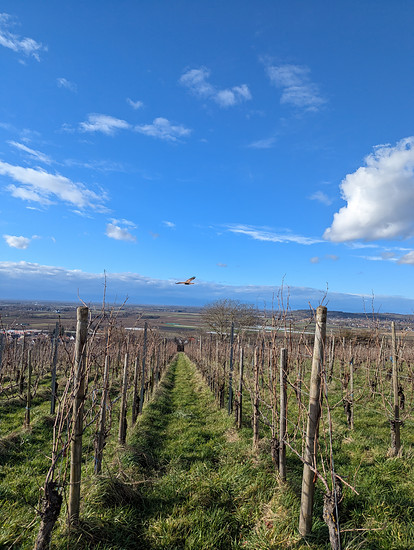 Schaui 03/2025 Little snow is back 🤍