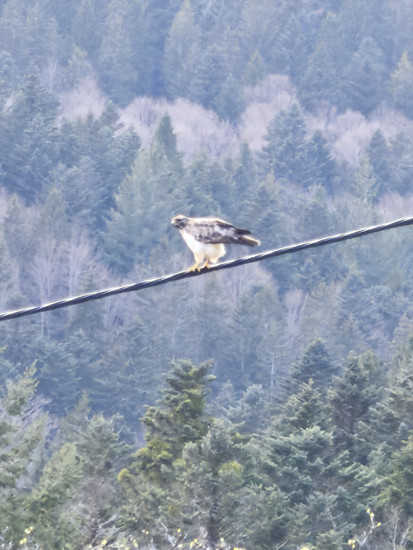 Black Forest Brevet Silver 🌞💨🌞💨🌞💨
Nur echt MIT Wackelkontakt 💯🔥🤪
Geier, Schaui 06/2025, Belchen, Blauen und die Böllen Ulle Gedächtnis Rampen 🤪
Ungeplant der Nase nach, weil Wetter- App🫣👀