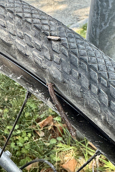 Wien und zurück 9184