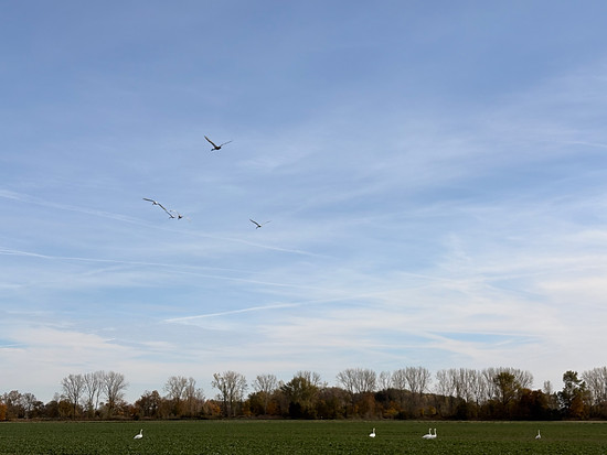 Wegkacheln Squadratinho 31×31 → 32×32