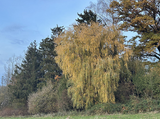 Bäcker und Metzger in Bermatingen