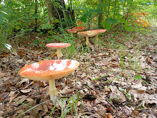 Winterpokal-Aktivität