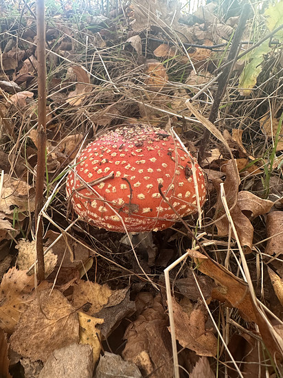 Winterpokal-Aktivität