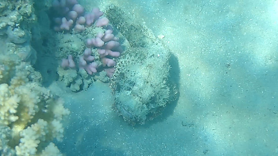 Makadi Schnorcheln 🐚🦑🐠🐡🪸🐟