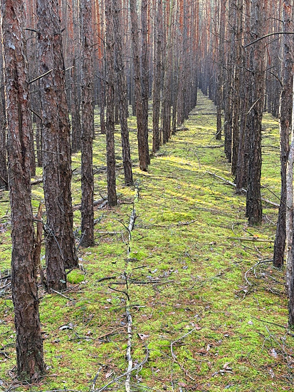 🔲 Squadratinho +53, Yardinho +36