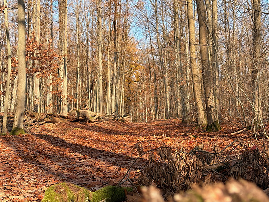 🔲 Squadratinho +53, Yardinho +36