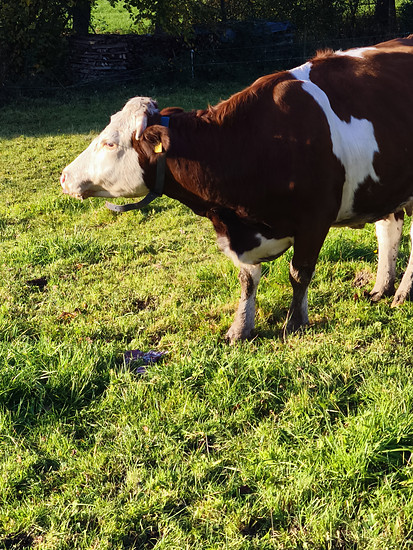 ChillRide mit Special Effects 😅 Geburt eines Kälbchens bei Sölden 😍