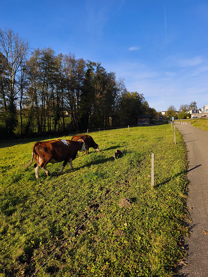 ChillRide mit Special Effects 😅 Geburt eines Kälbchens bei Sölden 😍