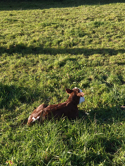 ChillRide mit Special Effects 😅 Geburt eines Kälbchens bei Sölden 😍