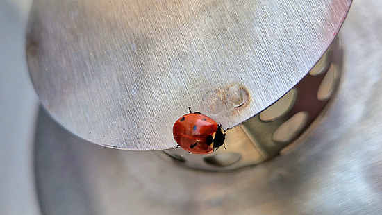 HerbstZeitlose #12 ... KLEIN-BIEBERAU v. COLdOB