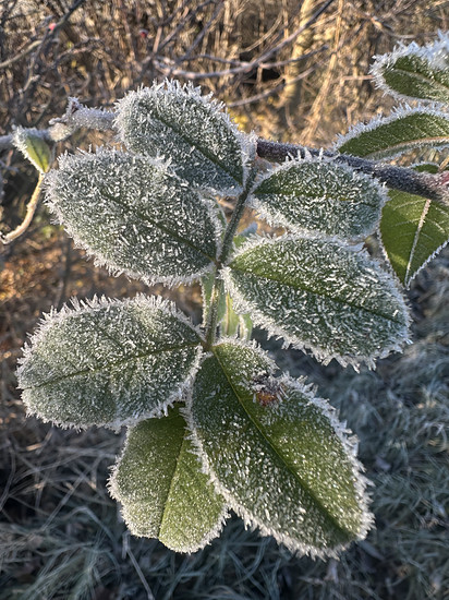 Winterpokal-Aktivität