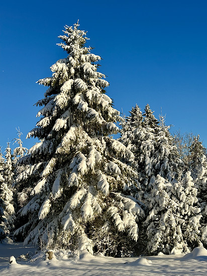 Winterpokal-Aktivität