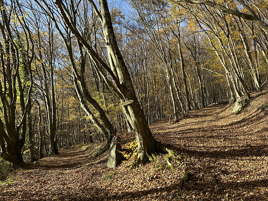 Schönster Herbst in schönster Eifel