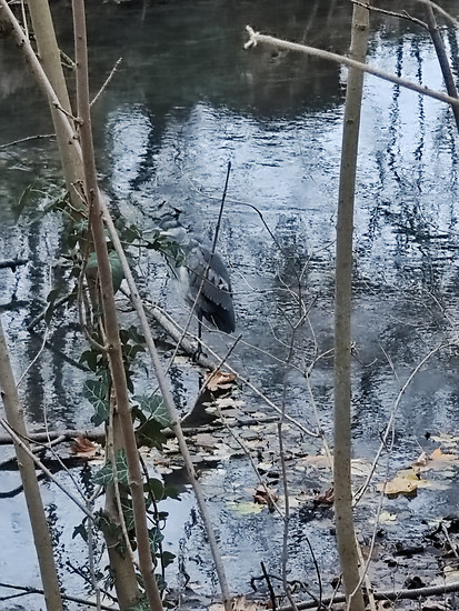 Locker da morgen Rad. Trotzdem 156 Puls. 
Altarm Nidda 3 Fischreiher