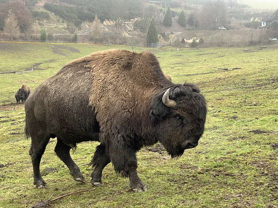 Waldbisons im Nebel