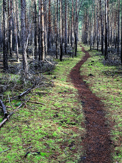 Bestensee Gravel/Unpaved Cycling