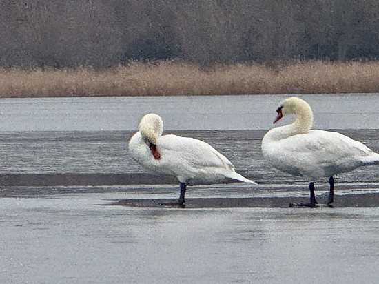 GNU Festive 500 / 500 - Final Grande Querfurter Platt