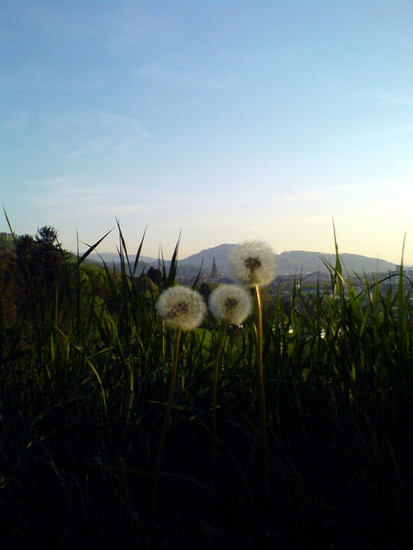 Frühling im Breisgau