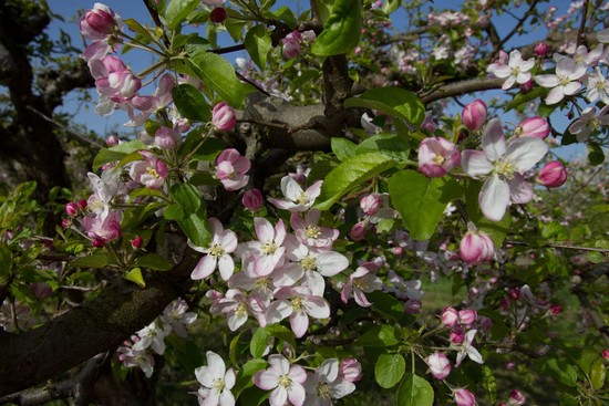 Apfel-Baum-Blüten