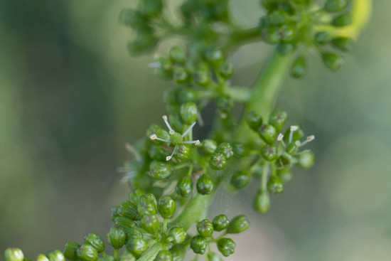 Die ersten Blüten einer Weintraube