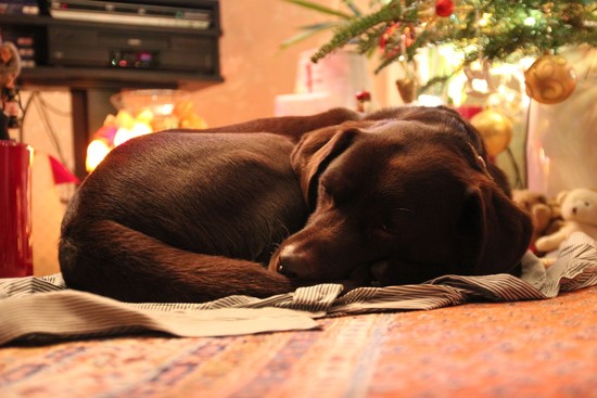 Giggio schläft und träumt unter'm Weihnachtsbaum
