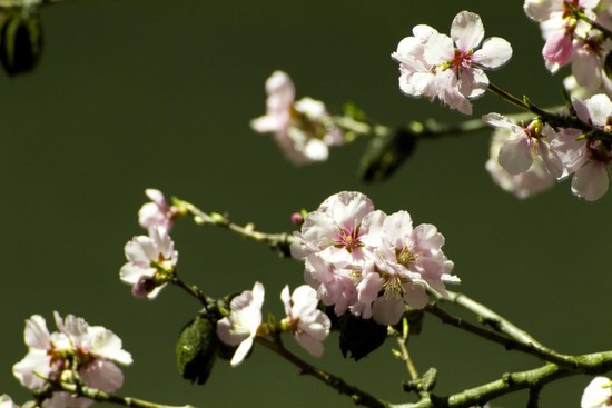 Mandelblüten bei Nacht