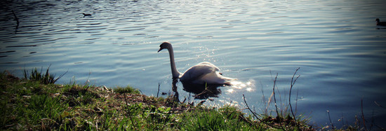 Schwan mit Sternenantrieb