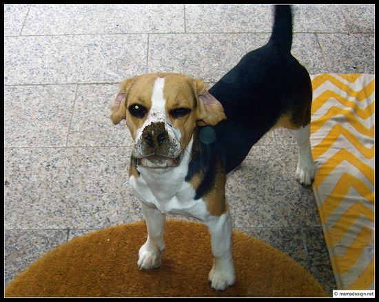 Ich krieg Euch noch ... !